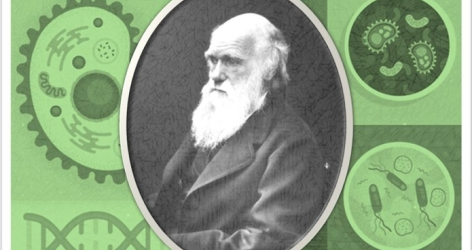 The Inconsistency of Biological Analogies in Economics