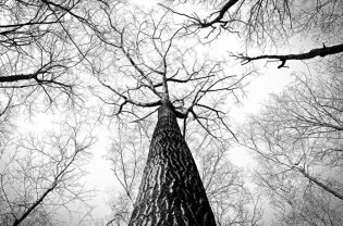 The Concept of Economic Capillarity