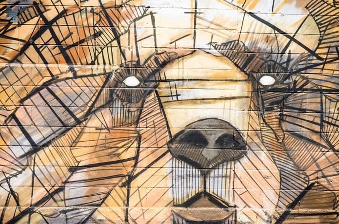 An International Auction for Romanian Wild Brown Bears